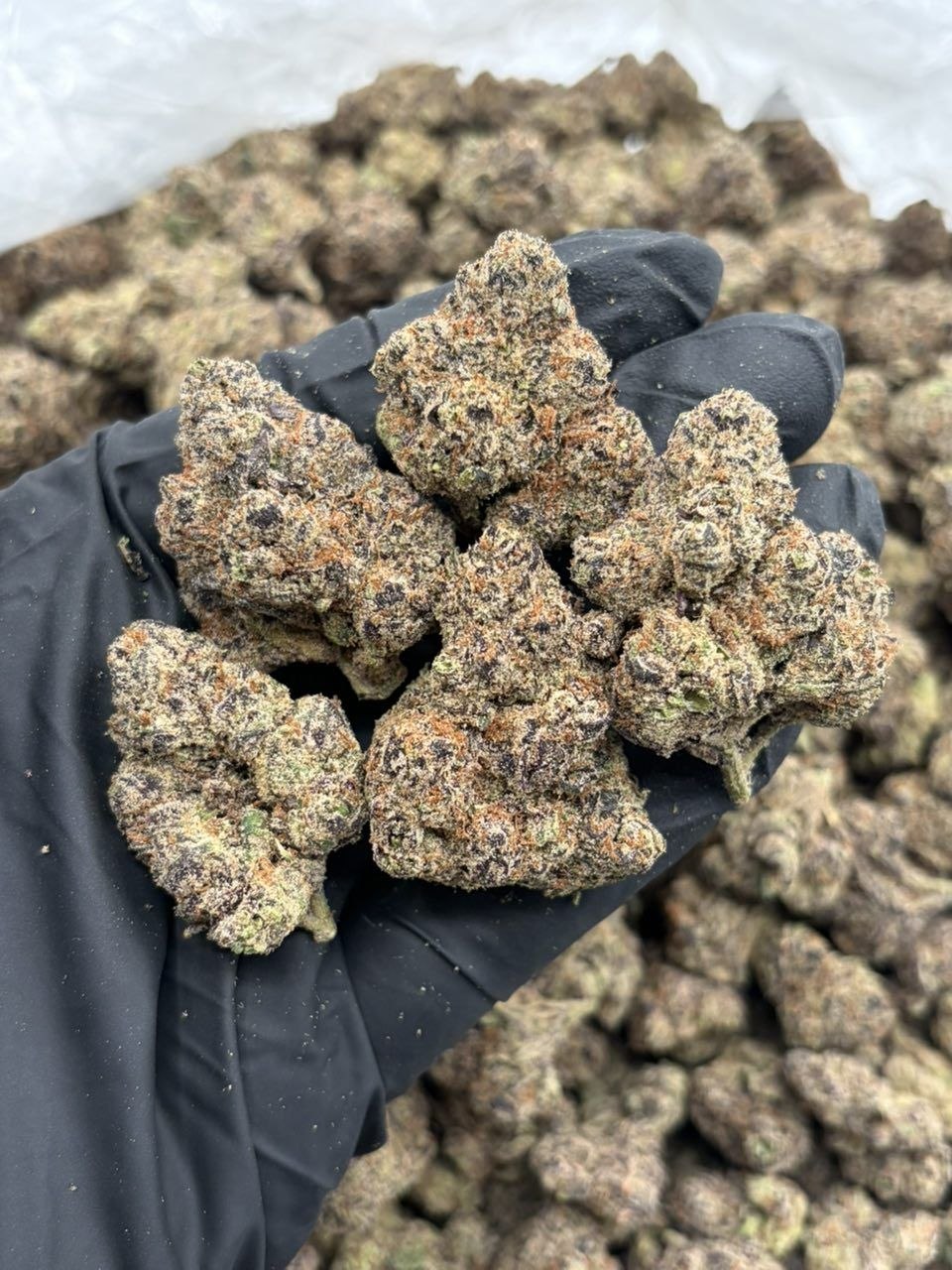 Black Cherry Gelato — Pounds & Bulk product photo on WHAM THC